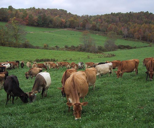grass-fed dairy cows for cheesemaking