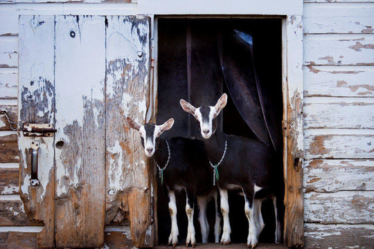 Interview: Coach Farm- a goat milk cheese farm-Cheese Grotto